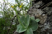 22 Orecchia d'orso (Primula auricula)